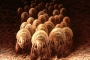 Καθαρισμός Στρωμάτων

 army of dust mites