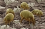 Καθαρισμός Στρωμάτων

 Dust Mites